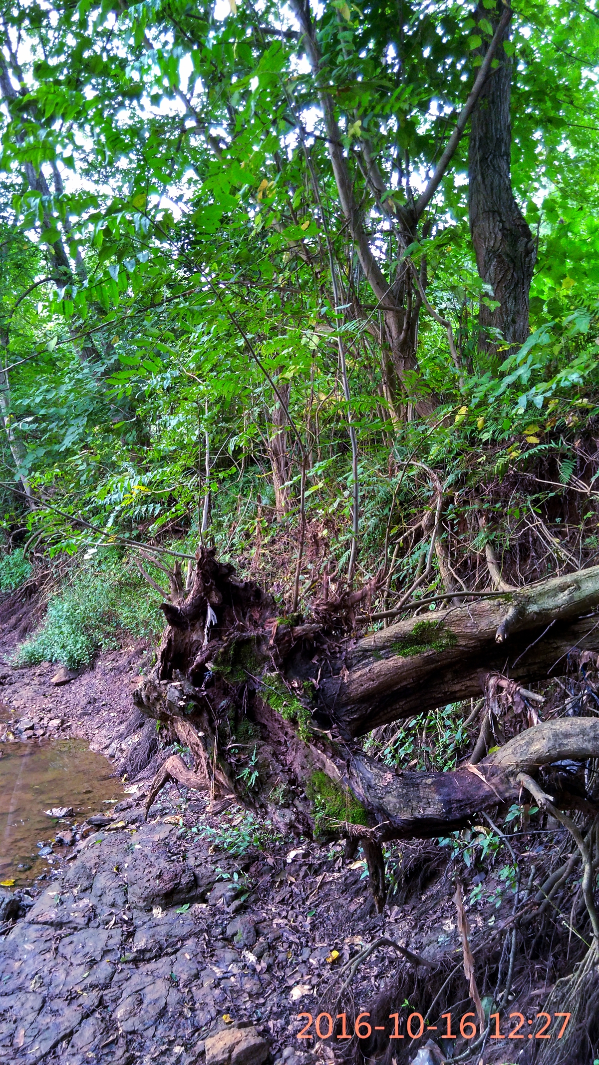 IMG_20161016_122726_HDR.jpg