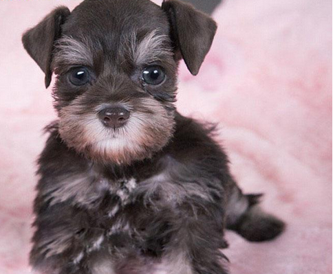 聰明機警小老頭雪納瑞幼犬出售 包活 包純種特價出售