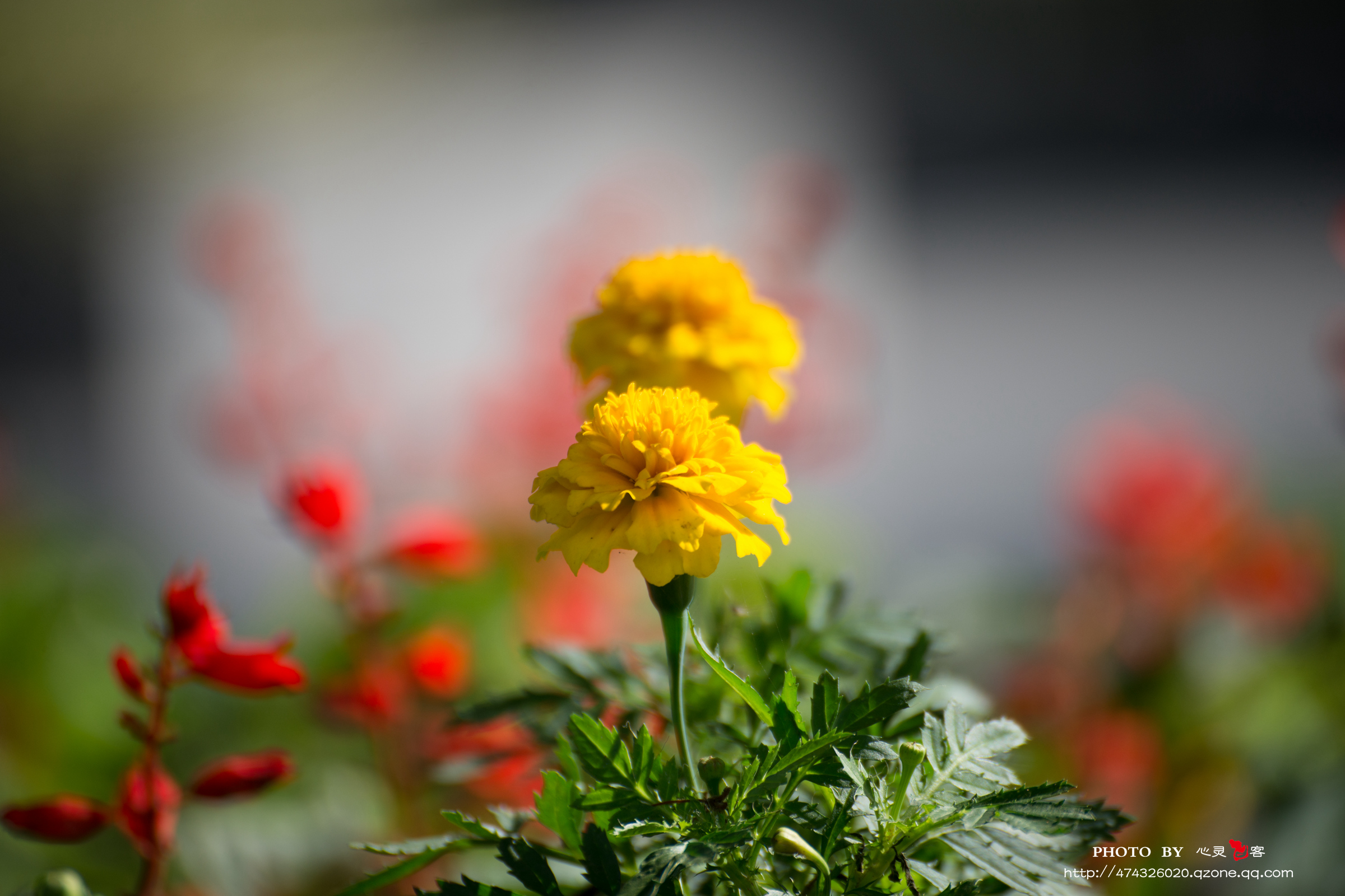 DSC_8902.jpg