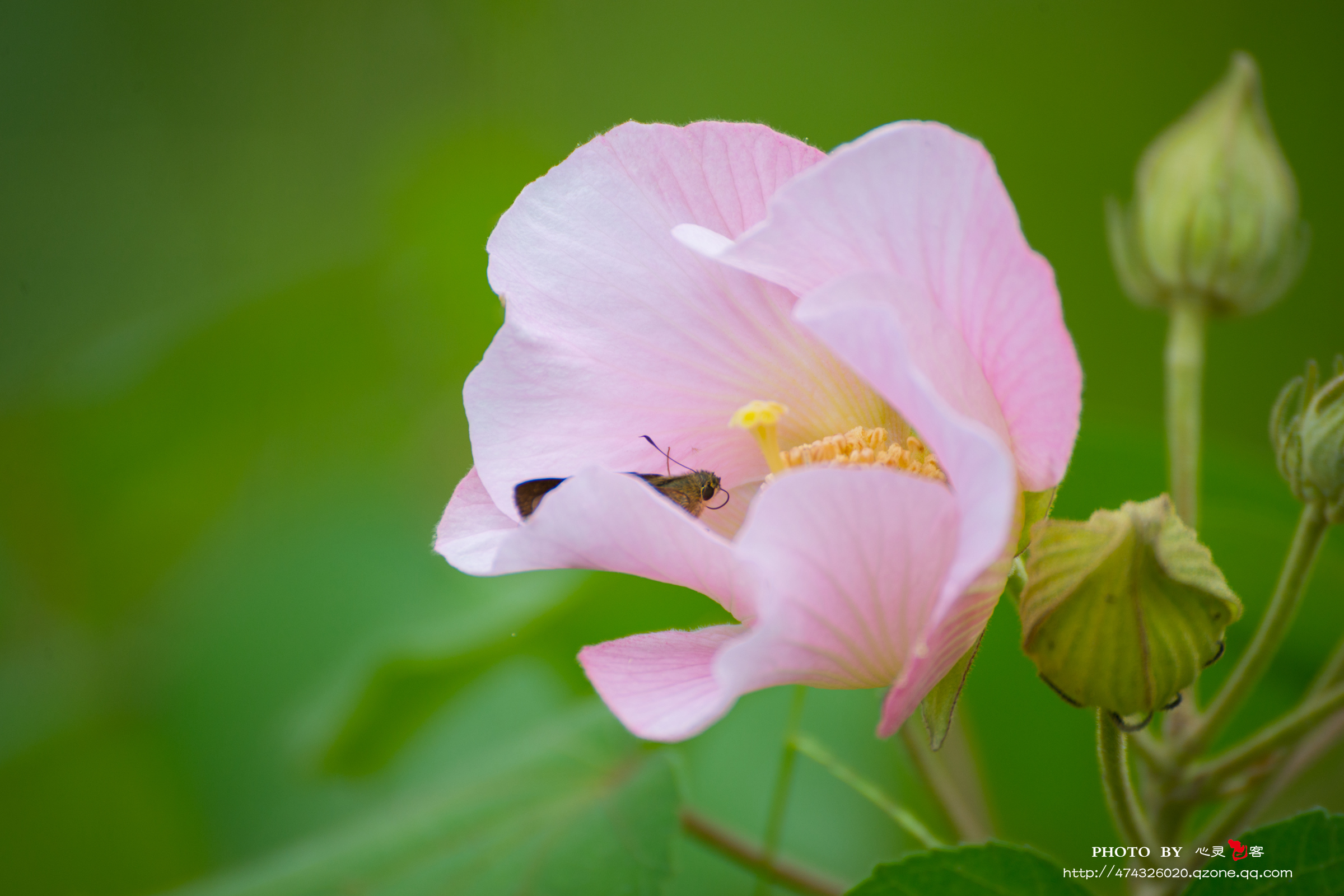 DSC_9036.jpg