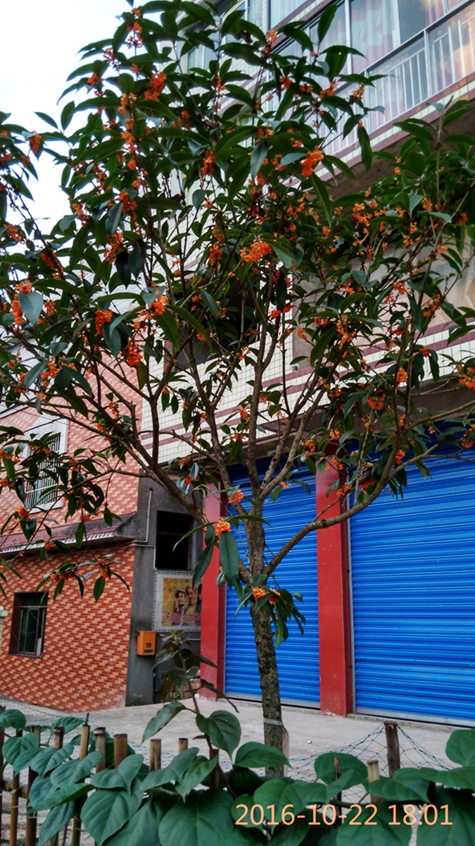 IMG_20161022_180138_HDR.jpg