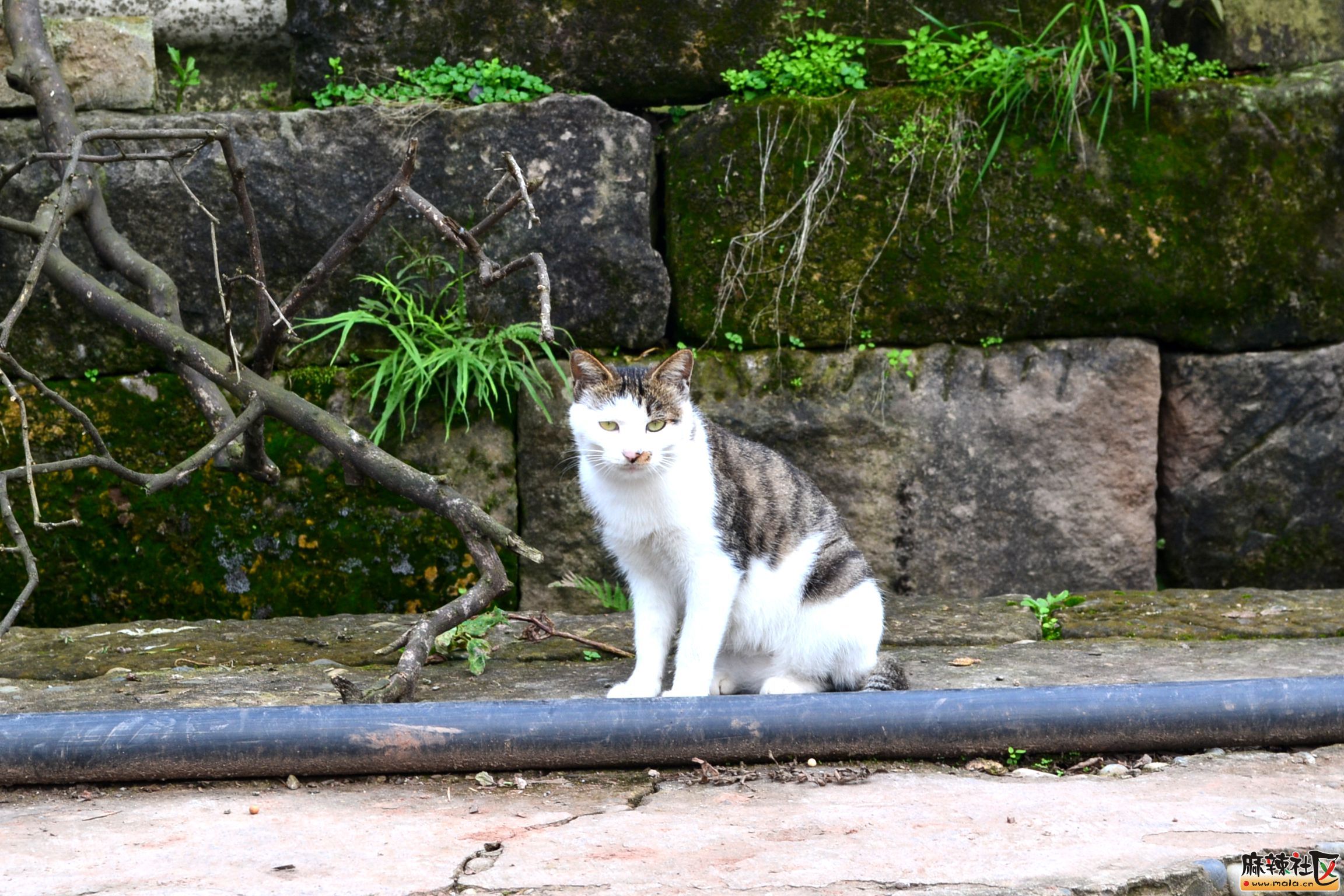 DSC_0406.JPG