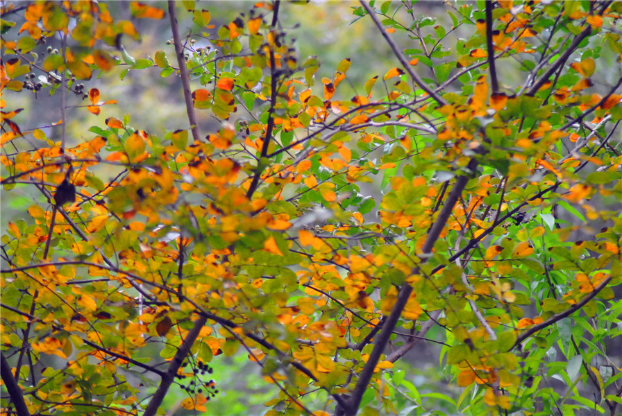 DSC_0502.JPG