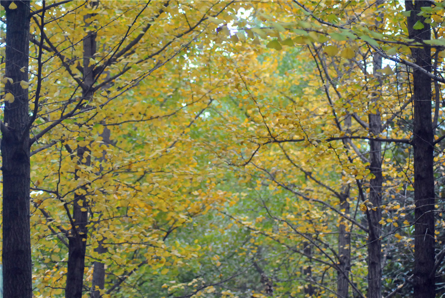 DSC_0515.JPG