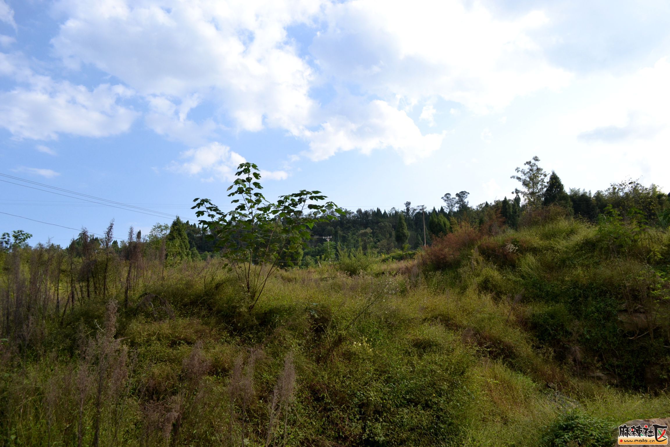 DSC_0435.JPG