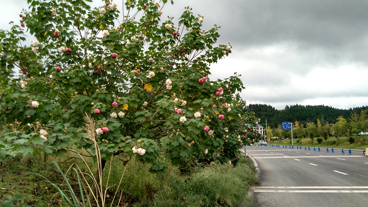 蓬安南大门:河舒高速进出口的芙蓉花真漂亮