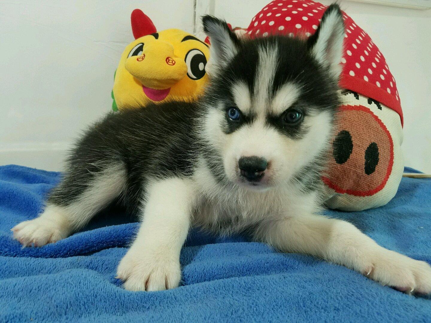 顶级品相超好哈士奇幼犬 精品三把火蓝眼睛哈士奇小狗