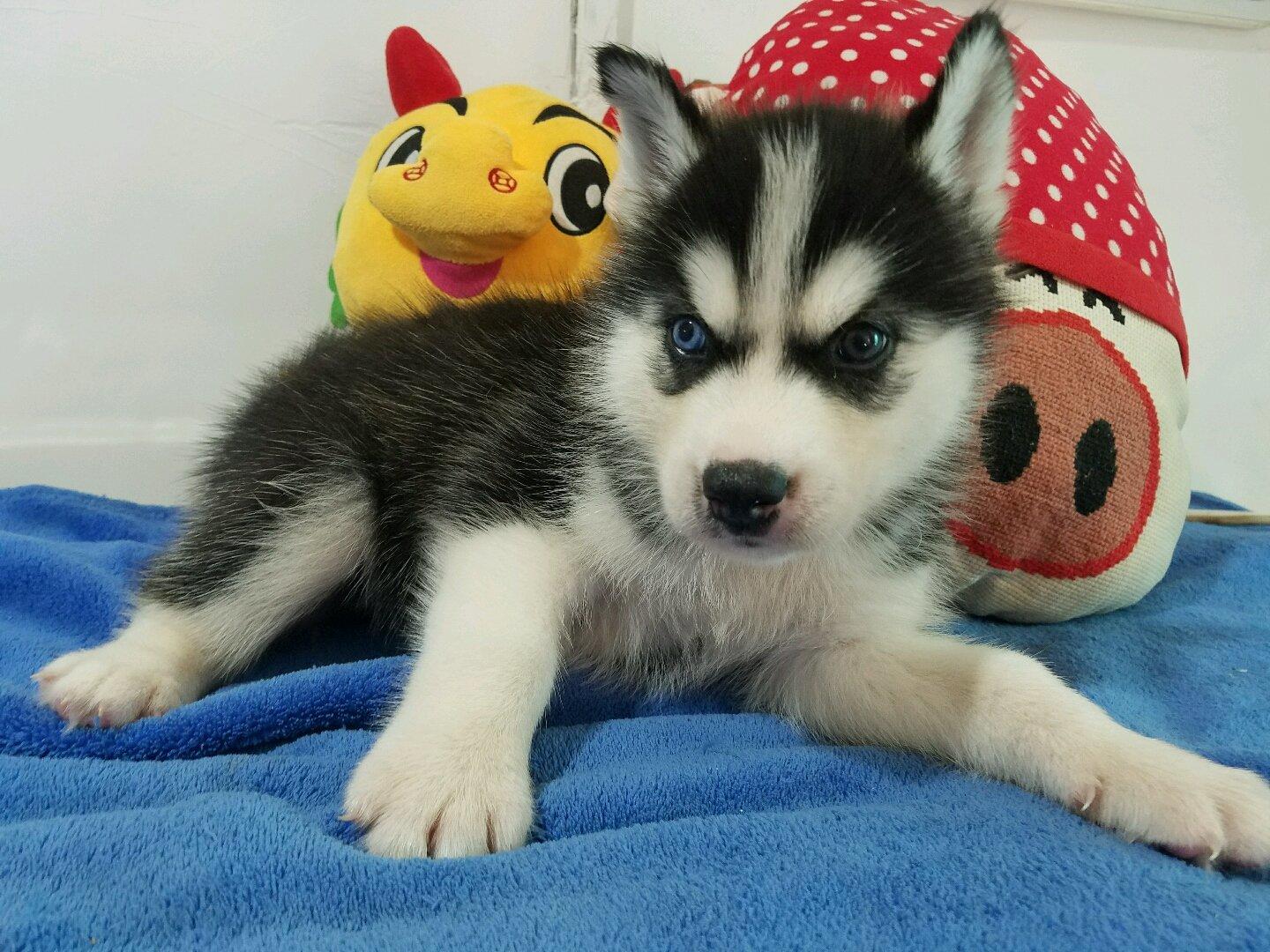 顶级品相超好哈士奇幼犬 精品三把火蓝眼睛哈士奇小狗