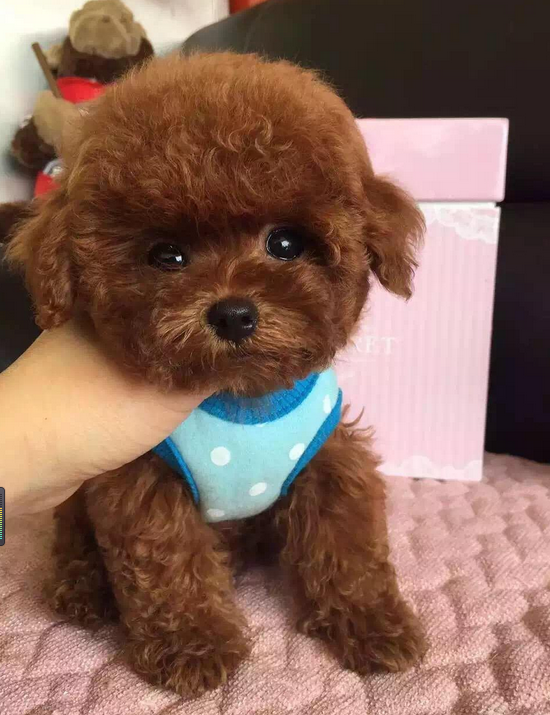 专业繁殖精品泰迪犬,苹果脸,茶杯体,让你爱不释手