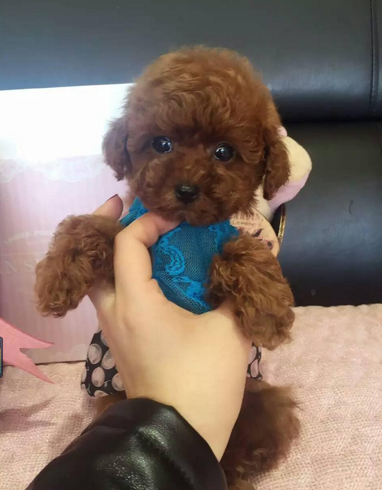 专业繁殖精品泰迪犬,苹果脸,茶杯体,让你爱不释手