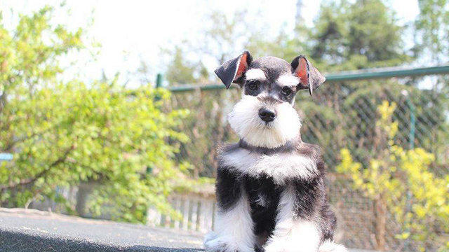 精品雪纳瑞 狗狗汪星人萌宠小老头 白胡子 椒盐黑银