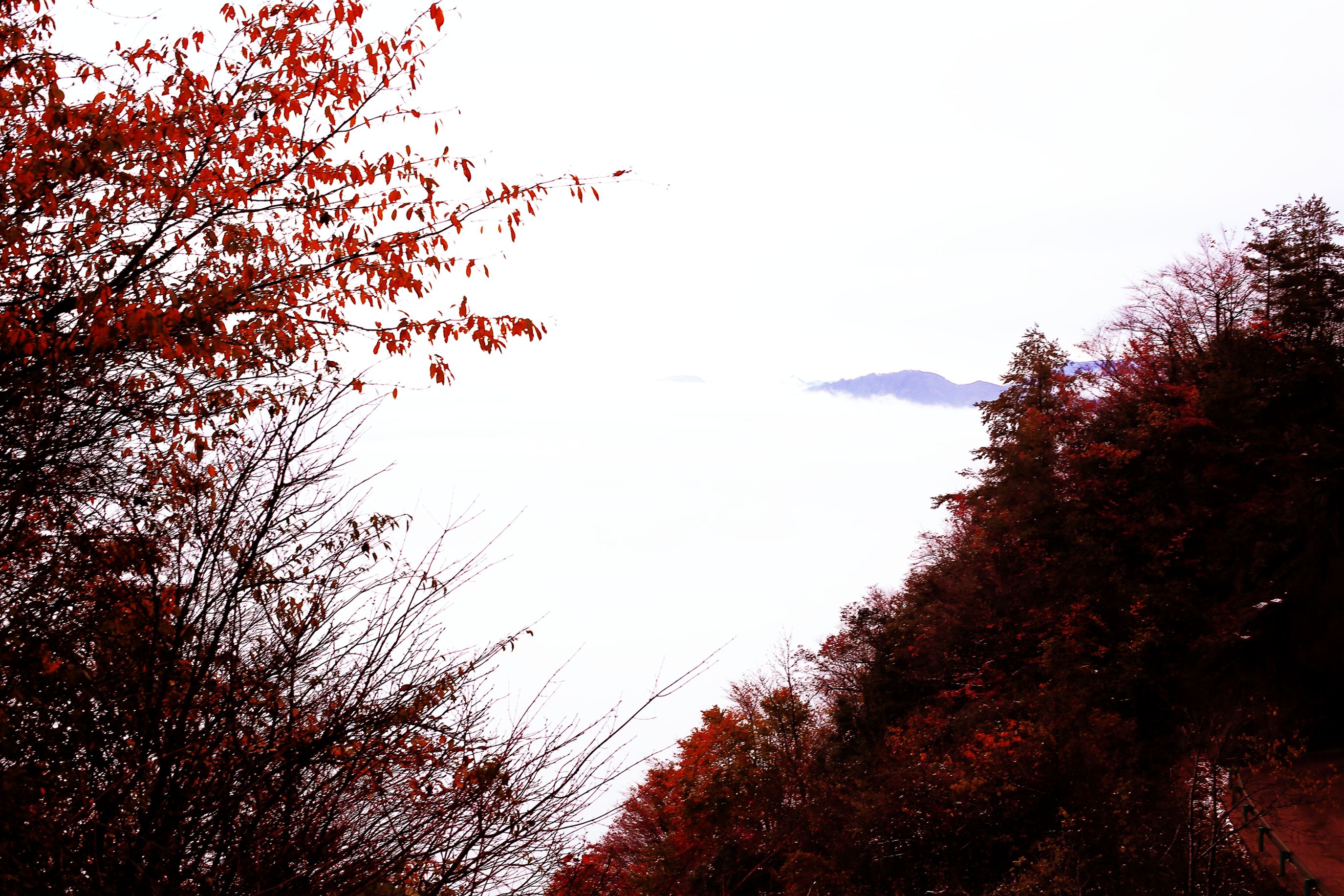 【四川 南江 大美光雾山】2016红叶节 云海初雪