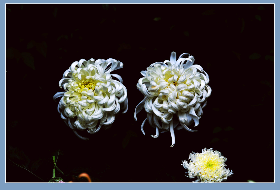 DSC_0239_2_.jpg