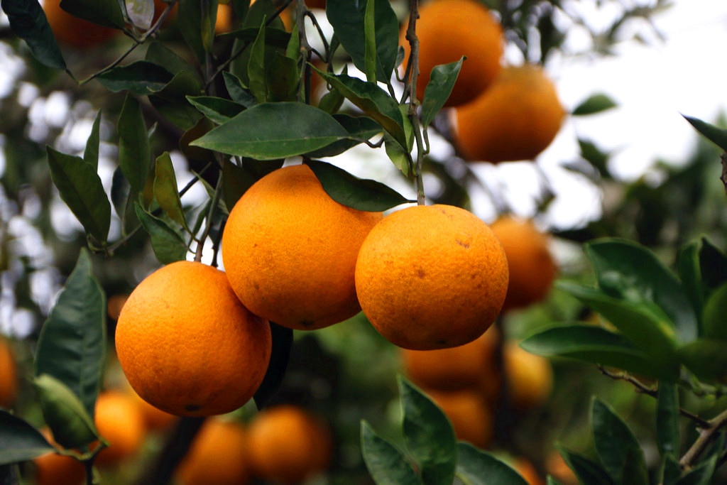 沈家坝里柑橘黄-蓬安论坛-麻辣社区 四川第一网络社区 你的言论 影响