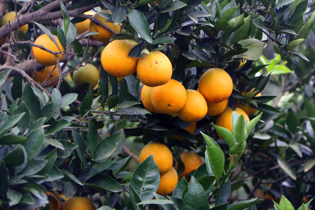 沈家坝里柑橘黄
