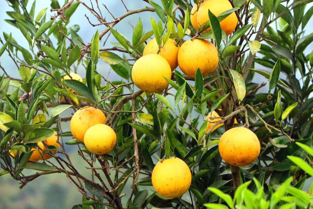 沈家坝里柑橘黄