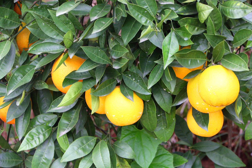 沈家坝里柑橘黄