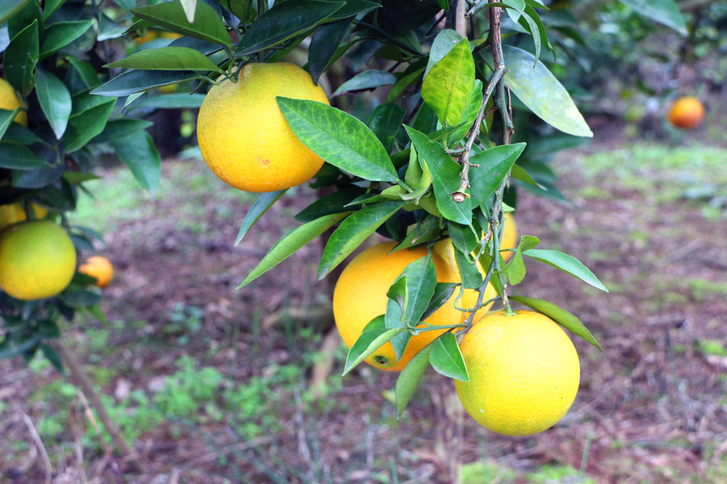 沈家坝里柑橘黄