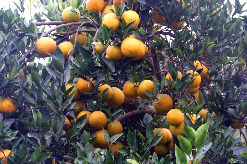 沈家坝里柑橘黄