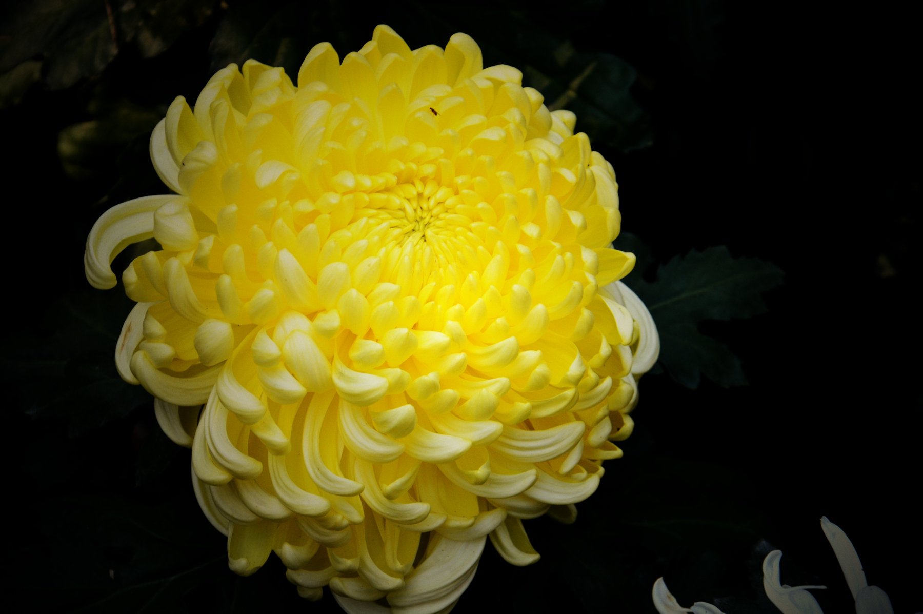 (实拍组图)上海市2016嘉定菊花展之四