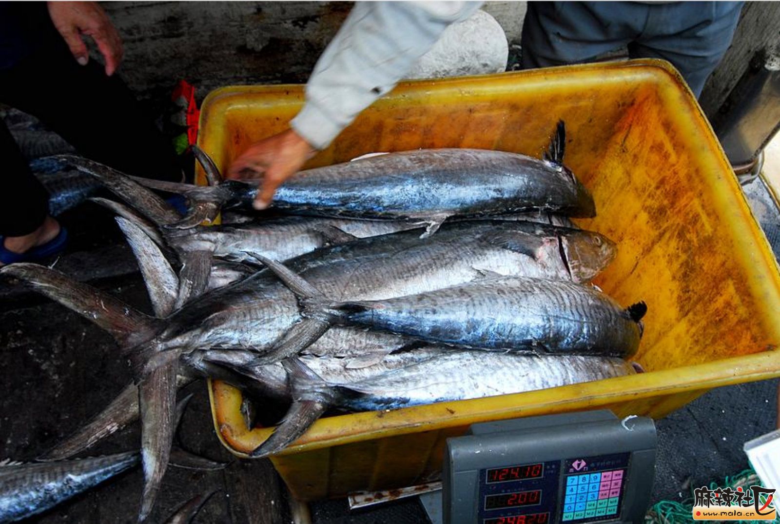 我愛你海南馬鮫魚