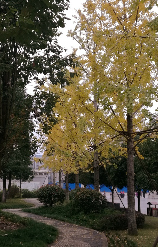 IMG_20161112_083437.jpg