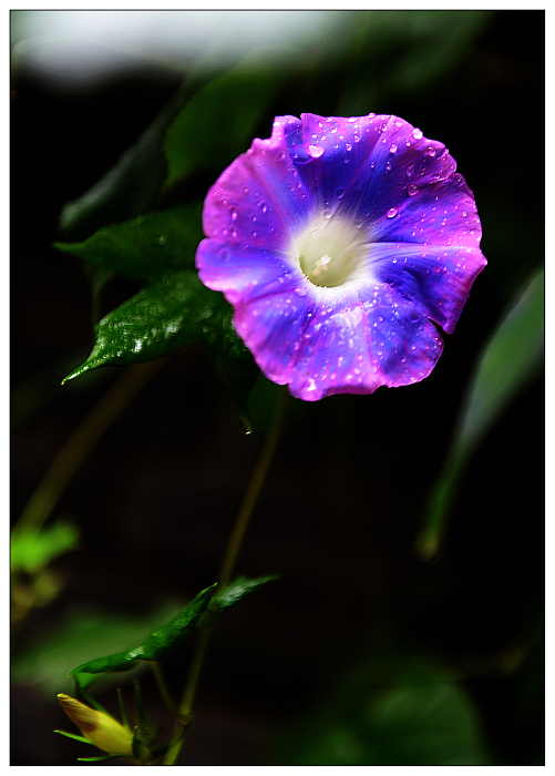 DSC_7486.jpg