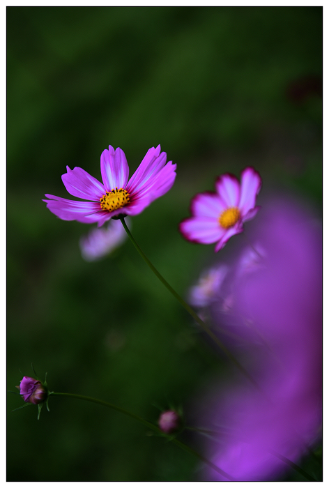 DSC_8580.jpg
