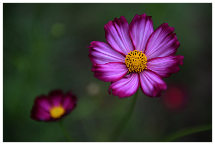 DSC_8581.jpg