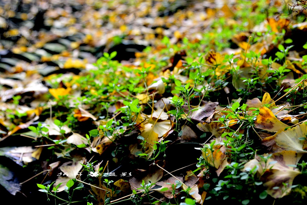 DSC_3286_.jpg
