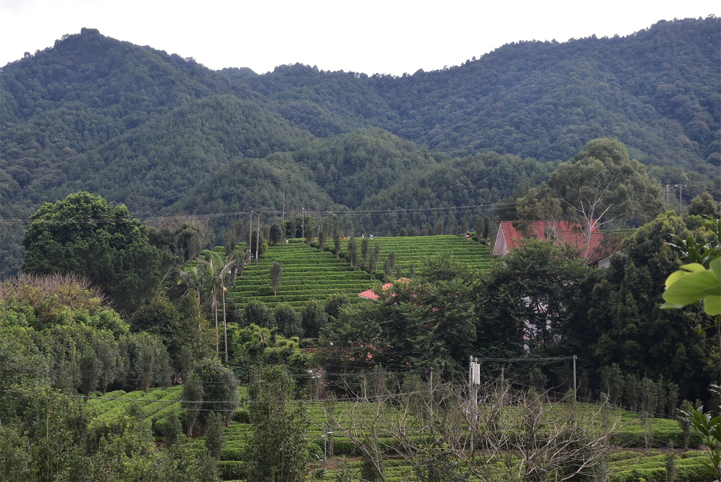 DSC_1452.JPG