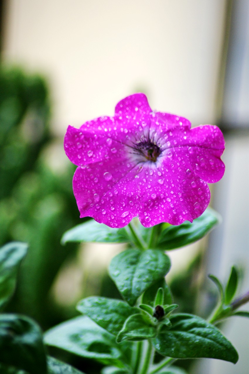DSC01961_conew1.jpg