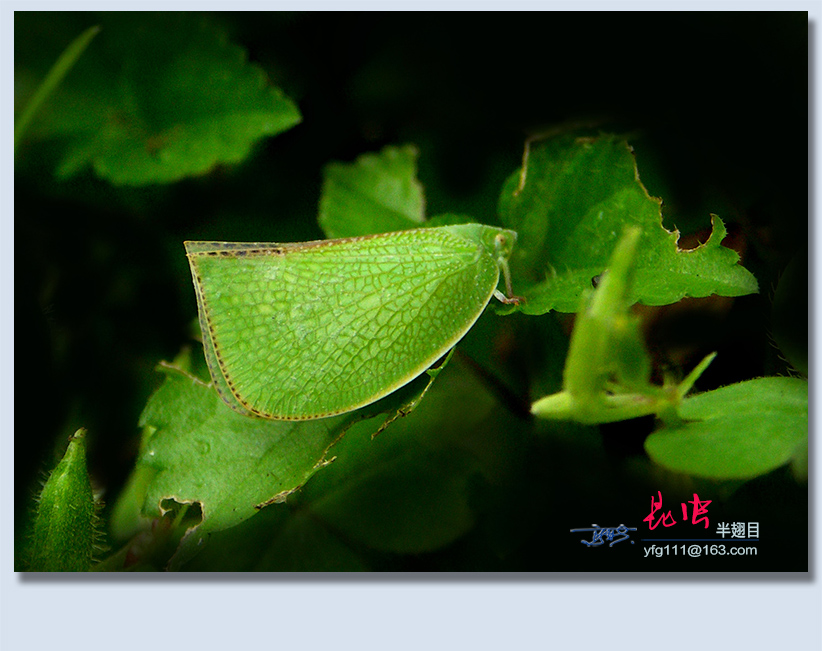 (原创)称霸世界的昆虫32——半翅目蝉(一)