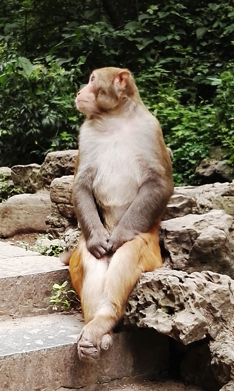 真猴子照片坐着图片