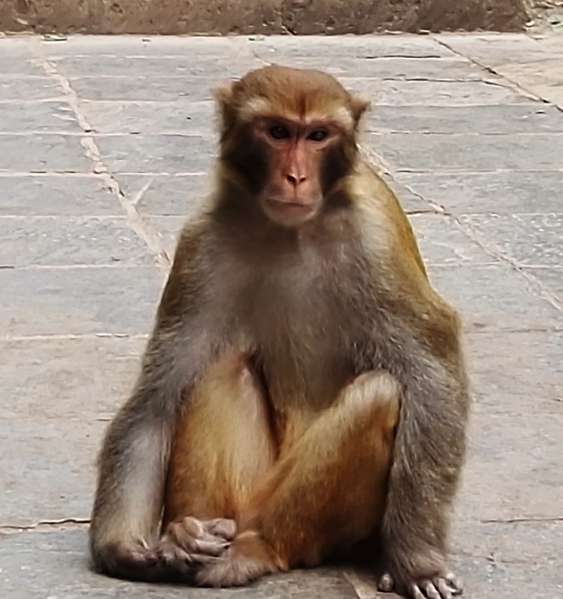 真猴子照片坐着图片