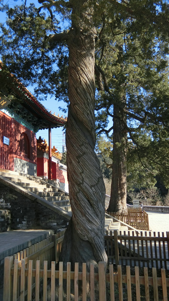 老友們暢遊法海寺森林公園