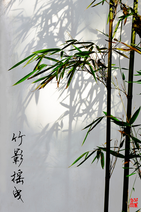 竹影摇曳