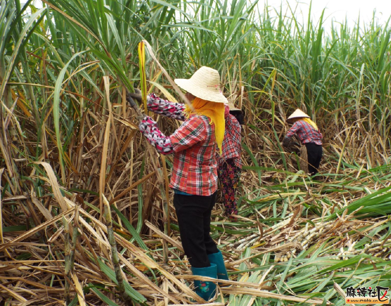 砍甘蔗的海南女人