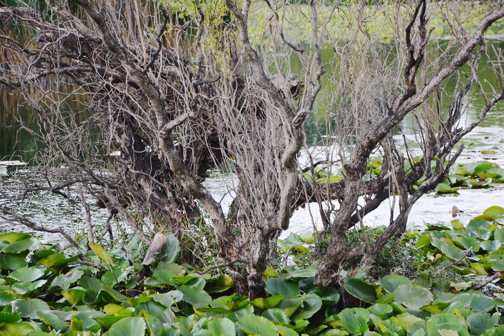 DSC_0731_.jpg