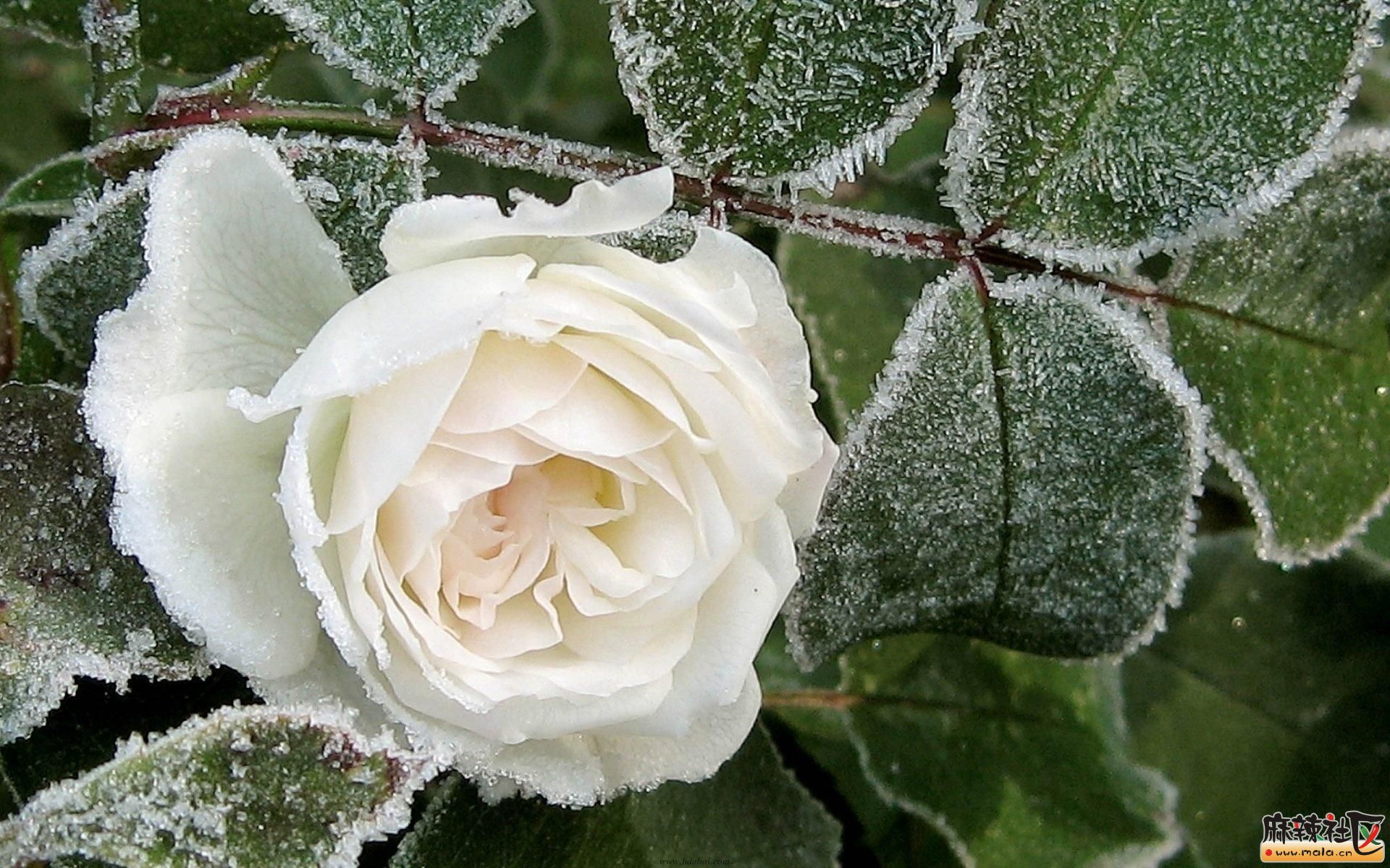 冬天里的白玫瑰 看似无情却有情 缠着春姑娘静静的温存 用温馨酝酿绿