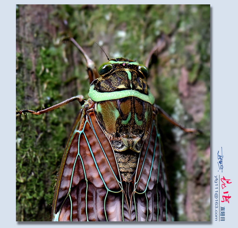 昆虫特征大盘点   有研究表明,全世界的昆虫种类有几百万种