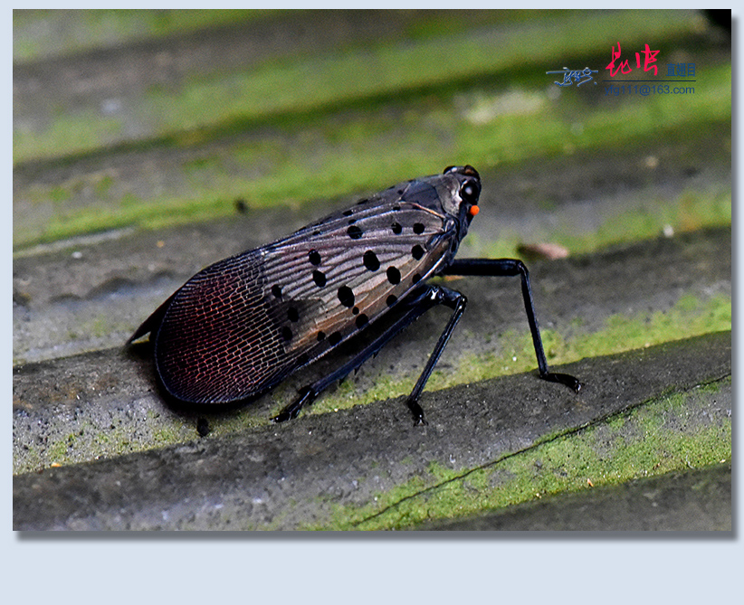 (原创)称霸世界的昆虫36——半翅目蝉(二)