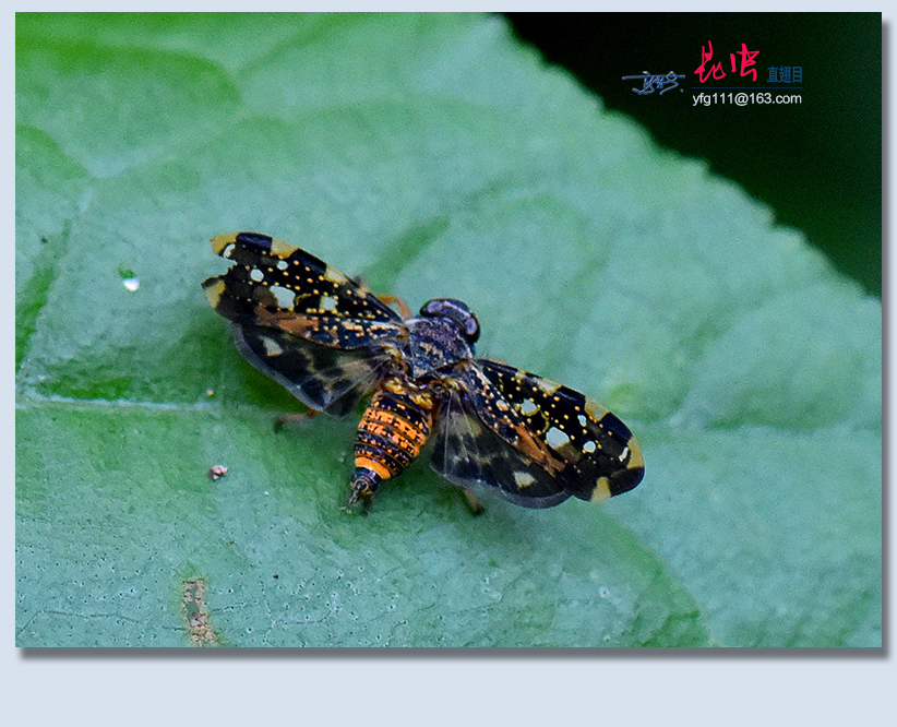 (原创)称霸世界的昆虫36——半翅目蝉(二)