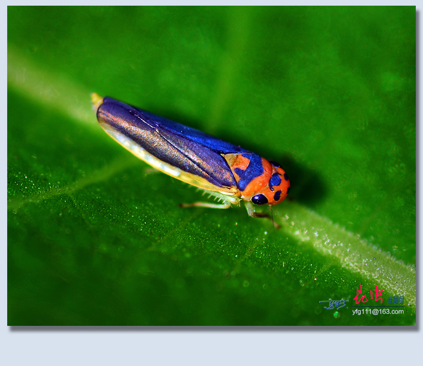 (原创)称霸世界的昆虫36——半翅目蝉(二)