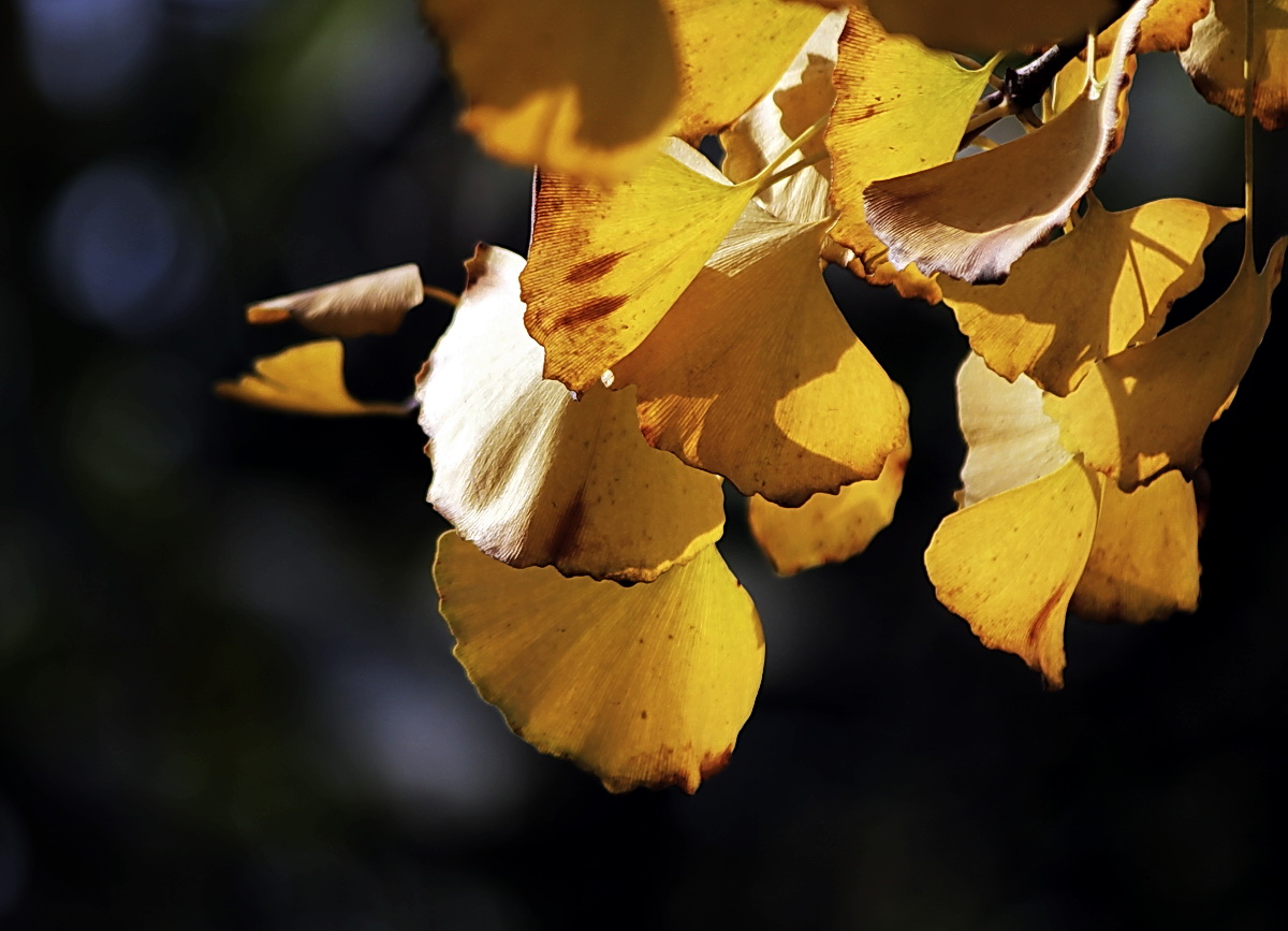 _MG_4477.JPG