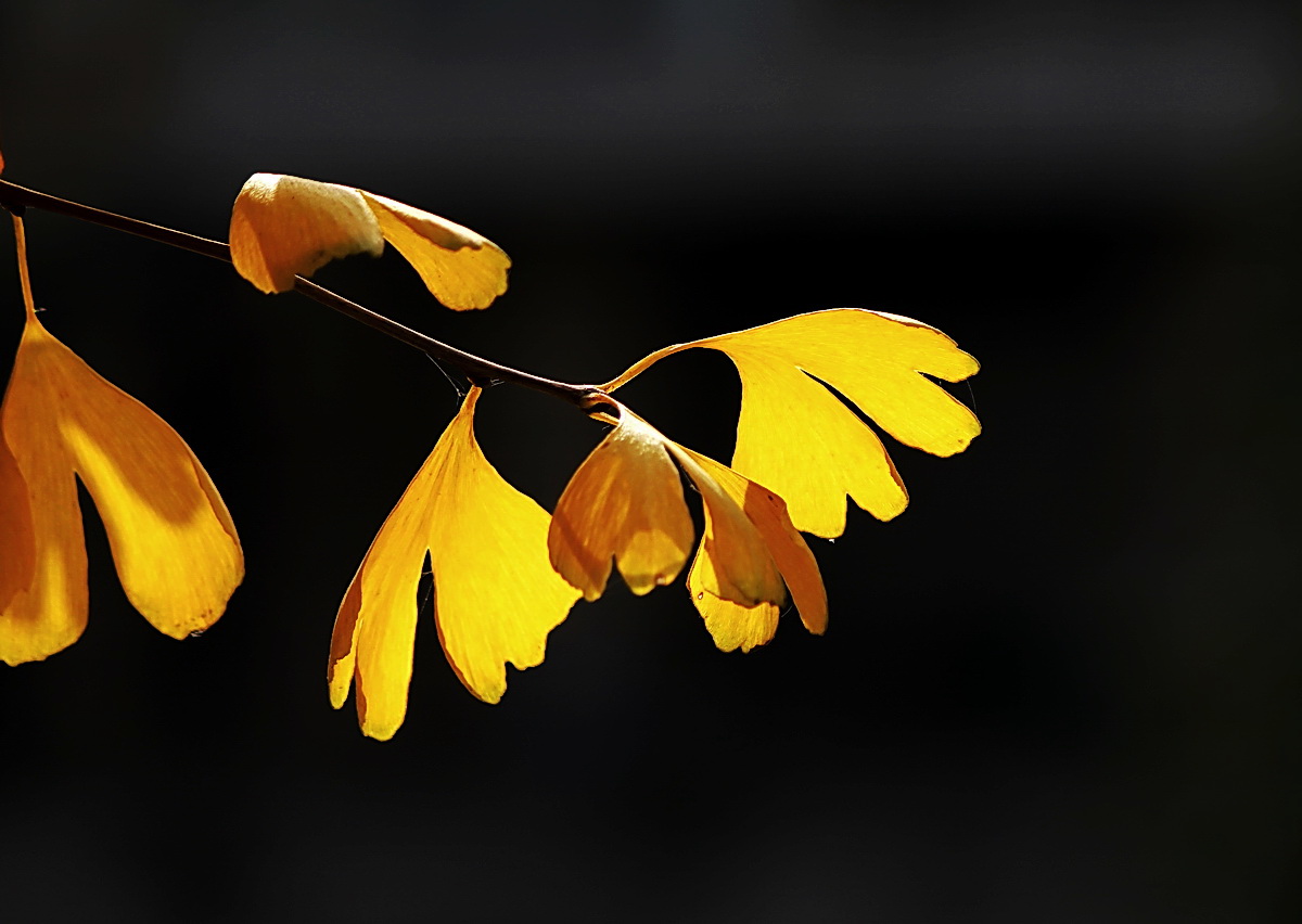 _MG_4529.JPG