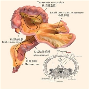 家证实新发现人体存在一个"隐藏"器官 人体消化系统内隐藏有肠系膜