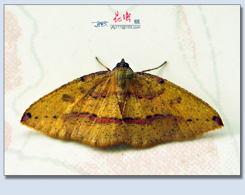 ꣨ˣ12.jpg