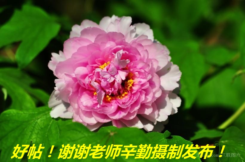 180409dls4zendsrgl2lhn.jpg