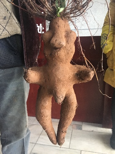 image.jpeg